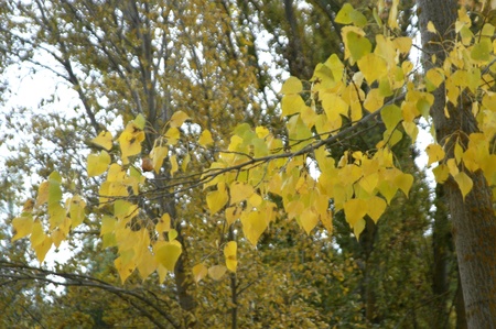 forest in autumn in alhama de granadaの写真素材