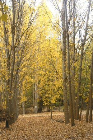 forest in autumn in alhama de granadaの写真素材