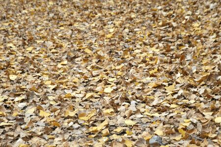 forest in autumn in alhama de granadaの写真素材