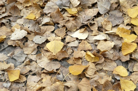 forest in autumn in alhama de granadaの写真素材