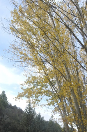 forest in autumn in alhama de granadaの写真素材