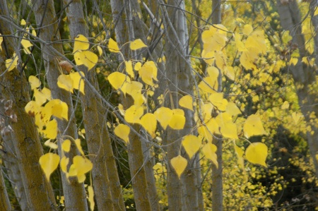 forest in autumn in alhama de granadaの写真素材