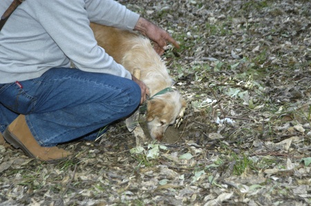 truffle hunting with a dog in sierra nevadaの写真素材