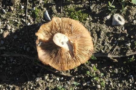 mushroom picking, mycologyの写真素材