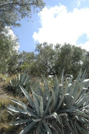 cactusの写真素材