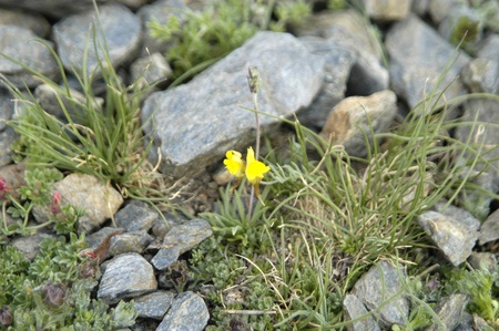 flora and endemic species of native plants and sierra nevada to over 2700 metersの写真素材