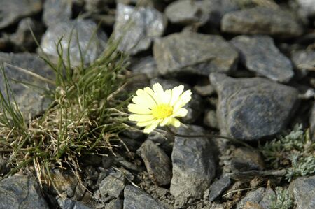 flora and endemic species of native plants and sierra nevada to over 2700 metersの写真素材
