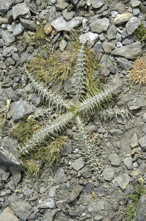 flora and endemic species of native plants and sierra nevada to over 2700 metersの写真素材