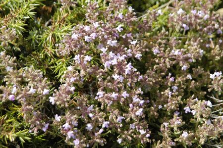 flora and endemic species of native plants and sierra nevada to over 2700 metersの写真素材