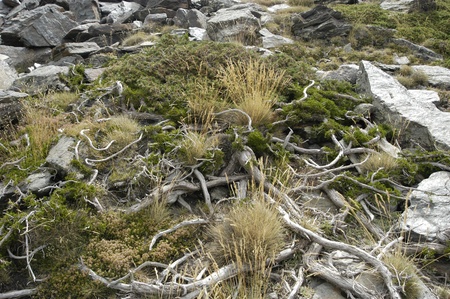 flora and endemic species of native plants and sierra nevada to over 2700 metersの写真素材