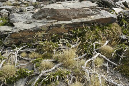 flora and endemic species of native plants and sierra nevada to over 2700 meters
