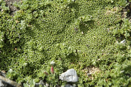 flora and endemic species of native plants and sierra nevada to over 2700 metersの写真素材
