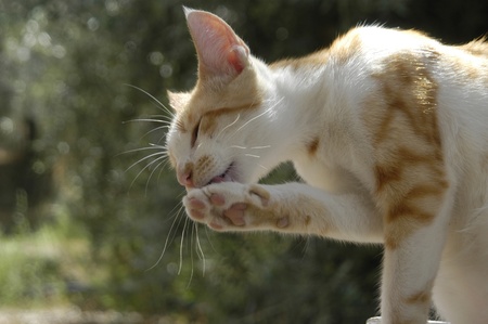 cat aseandoseの写真素材