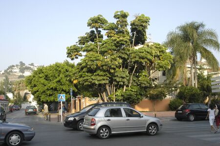 view of tropical plant in almunecar, in the province of granadaのeditorial素材