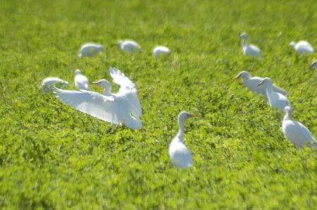 herons and white egrets in a field of the vega de granadaのeditorial素材