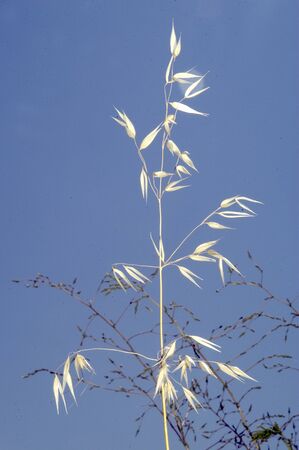wild oats upland fieldの写真素材