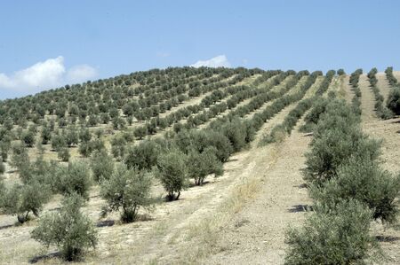 olive grovesの写真素材