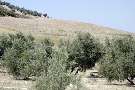 olive grovesの写真素材