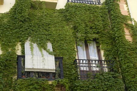 ivy on the facade of a buildingのeditorial素材