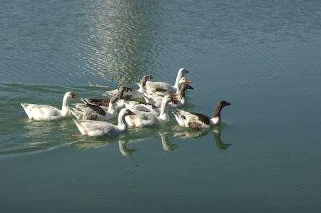Cubillas swamp ducks in the province of Granadaの写真素材