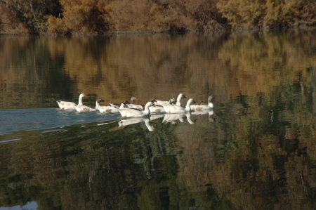 Cubillas swamp ducks in the province of Granadaの写真素材