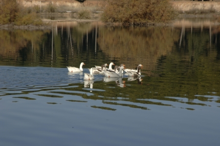 Cubillas swamp ducks in the province of Granadaの写真素材