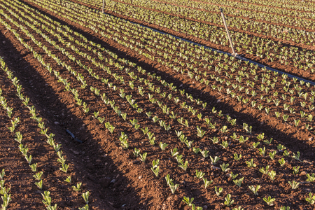baby leaf field of lettuce, lettuce cultivation, green leavesの写真素材