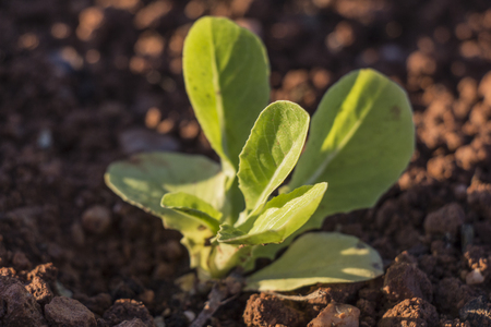 green baby leaf  lettuce in the field, lettuce cultivationの写真素材