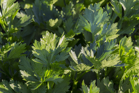 a green fresh celery plant growing in the vegetable garden, celery cultivation, green leavesの写真素材