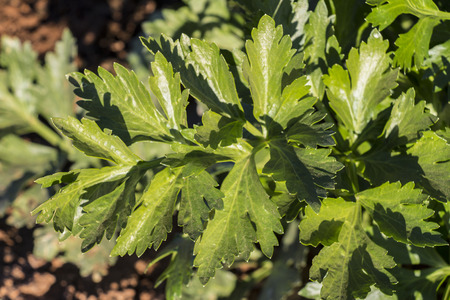 aerial view leaf  celery in the field, fresh green celery leaves closeup, celery cultivation, green leavesの写真素材