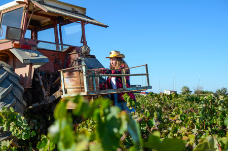 woman collecting the grapes with her tractorの写真素材