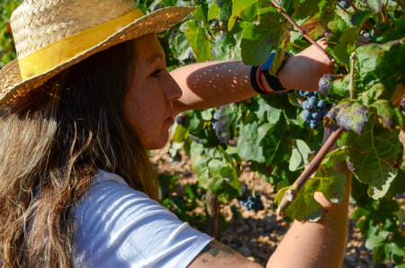 farmer woman harvestingの写真素材