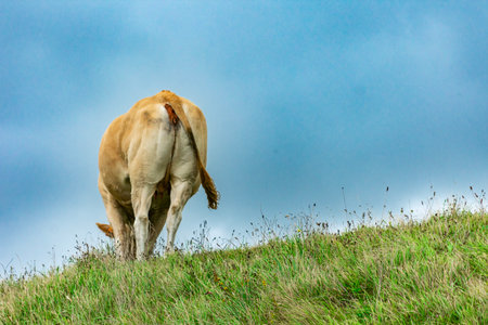 Light brown cow grazing peacefully on a grassy hilltop under a cloudy blue skyの写真素材