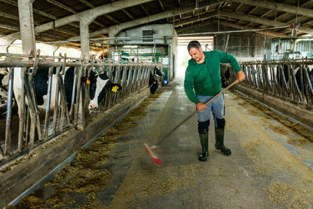 Farmer sweeping hay in a cowshed while dairy cows are feedingの写真素材