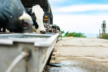 Dairy cows quenching their thirst at a water trough on a farm, enjoying a sunny dayの写真素材