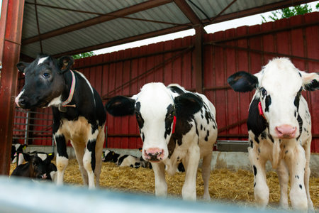 Three young calves standing on straw bedding in a barn