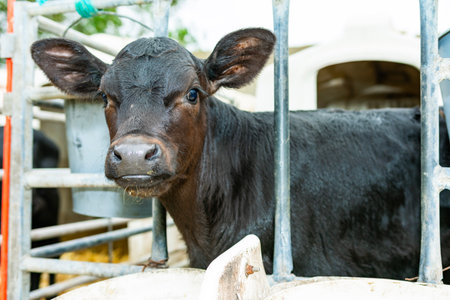 Young black calf standing in a metal stall on a farm, looking towards the cameraの写真素材
