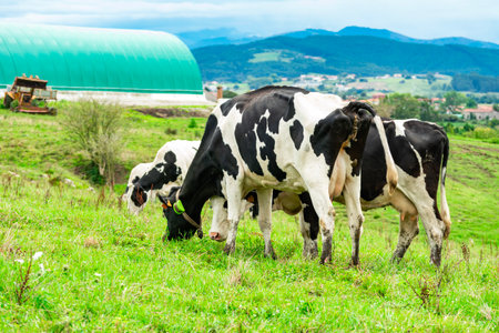 Holstein Friesian cows grazing peacefully in a lush green field, showcasing sustainable agriculture near a biogas plantの写真素材