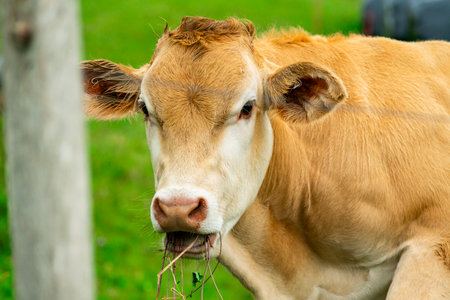 Light brown and white cow chewing grass in a green pasture, standing next to a fence postの写真素材