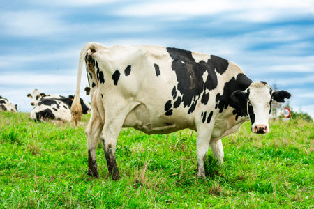 Black and white dairy cow grazing on lush green pasture with other cows resting in background under cloudy skyの写真素材