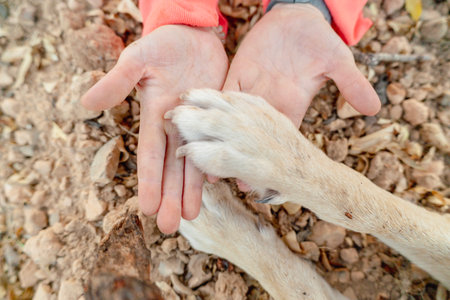 Hands cradling a dog's paw, showing animal care and companionship