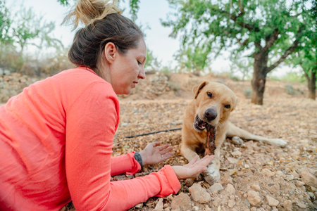 Woman playing with her golden labrador retriever dog chewing a stick