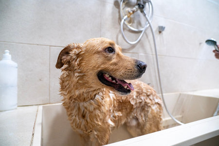 Golden retriever dog standing in bathtub receiving shower for cleanliness and hygiene