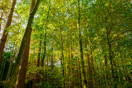 Woodland trees photographed looking up to emphasize the height of the canopy.