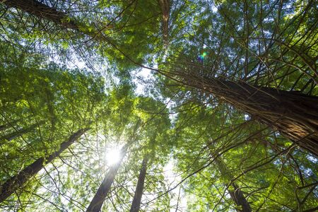 Bottom view of a redwood forest located in northern Spainの写真素材