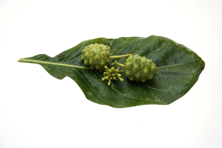 Noni Fruit  isolated on white background Imageの写真素材