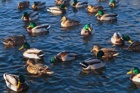 Ducks swimming in a freezing winter river. Winter water landscape.