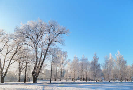 Trees in frost on the background of beautiful blue sky. Winter landscape.の写真素材