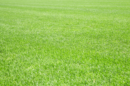 green grass texture