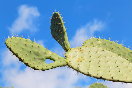 green wild cactus on the background of a picturesque landscape.